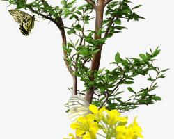 大自然树木花朵蝴蝶植物昆虫素材