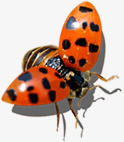 展翅昆虫瓢虫自然素材