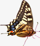 创意合成飞舞的蝴蝶造型昆虫素材