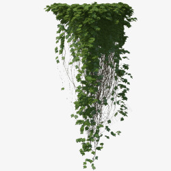 盆栽鲜草绿色垂吊植物多条鲜草绿色垂吊植物高清图片