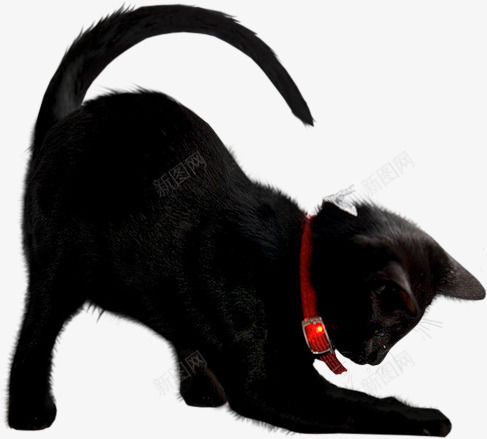 万圣节抓虫的黑猫png免抠素材_新图网 https://ixintu.com 万圣节 伸懒腰黑猫 猫咪 红色猫链 黑猫简笔画 黑猫背影 黑色