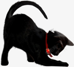 伸懒腰的猫咪万圣节抓虫的黑猫高清图片