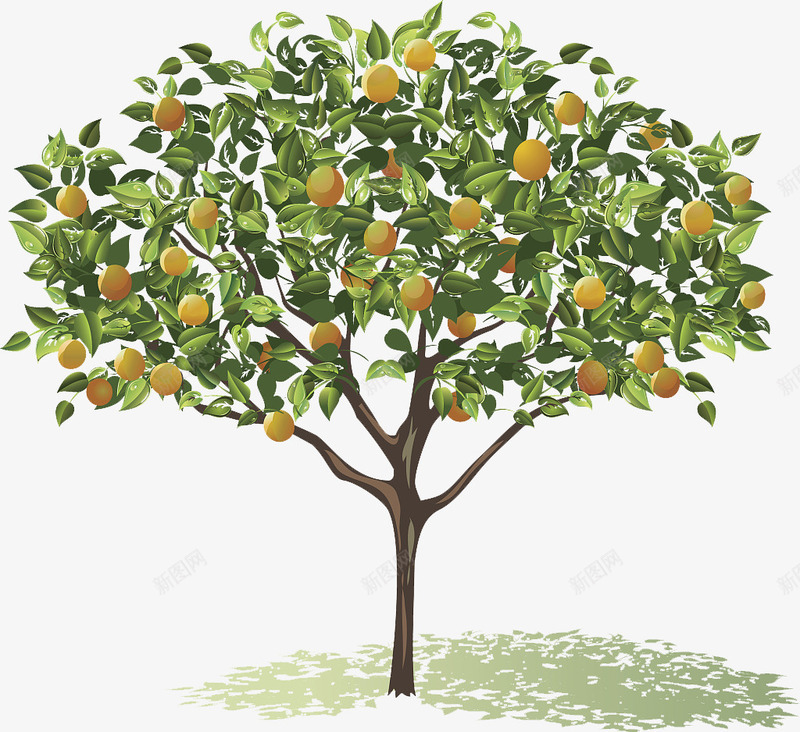 橘树png免抠素材_新图网 https://ixintu.com 树叶 树杆 橘园 橘子 橘树 绿色