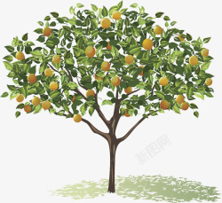 橘园橘树高清图片