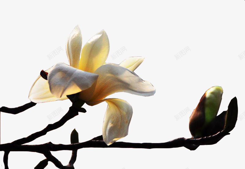 阳光下的广玉兰png免抠素材_新图网 https://ixintu.com 广玉兰 植物 白色 花卉