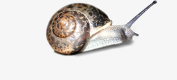 昆虫蜗牛漫步元素素材