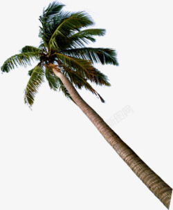 热带植物棕树素材