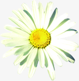 黄色阳光花朵装饰png免抠素材_新图网 https://ixintu.com 花朵 装饰 阳光 黄色