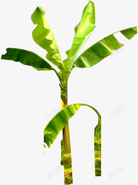 热带绿色植物椰树png免抠素材_新图网 https://ixintu.com 植物 椰树 热带 绿色