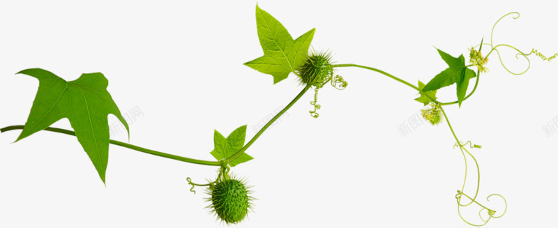 植物藤曼png免抠素材_新图网 https://ixintu.com 树叶 植物 绿色 装饰
