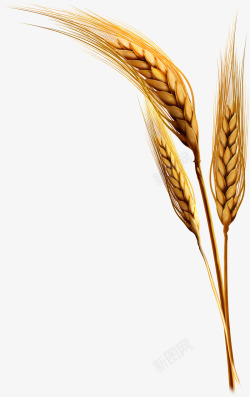 小麦植物素材