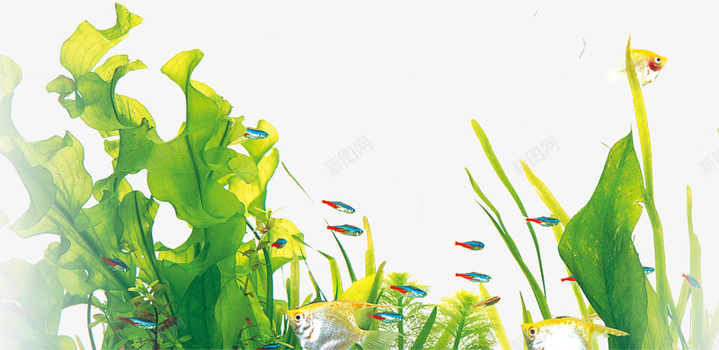 海带图案png免抠素材_新图网 https://ixintu.com 海带图案 海草 绿植 绿色植物