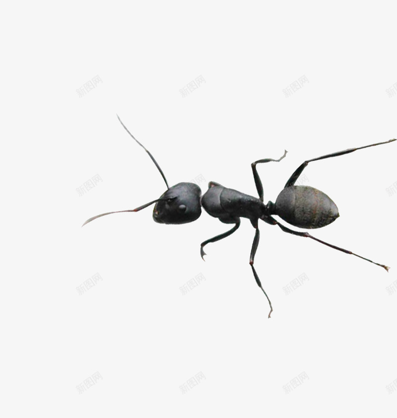 毒蚂蚁png免抠素材_新图网 https://ixintu.com 动物 昆虫 蚂蚁