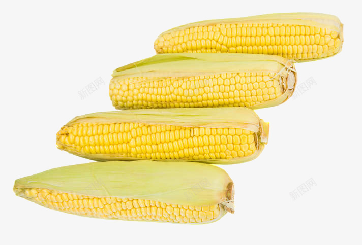 4个玉米棒并排排队png免抠素材_新图网 https://ixintu.com 4个 农作物 排队 玉米 玉米堆 玉米棒 秋收 谷物 颗粒