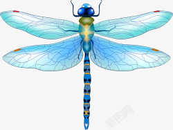 淡蓝色蜻蜓素材
