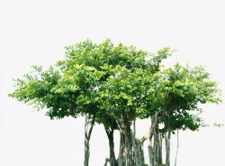 人工绿化树素材