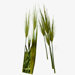 两棵绿色的小麦麦穗素材