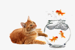 抱鱼的猫咪耍鱼的猫咪高清图片
