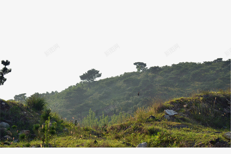 绿色的小山png免抠素材_新图网 https://ixintu.com 土地 土坡 土坯 小山 山坡 树丛 石硕 草地 阳光