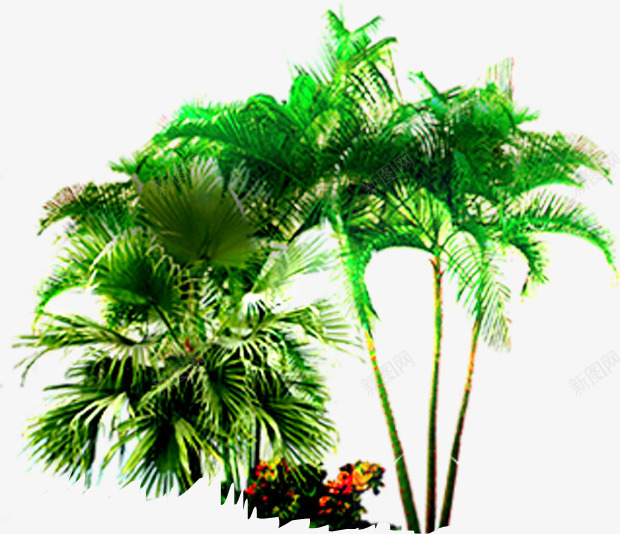 环境美景热带植物png免抠素材_新图网 https://ixintu.com 植物 热带 环境 美景