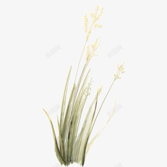 金色麦穗png免抠素材_新图网 https://ixintu.com 小麦 成熟的麦穗 绿色麦穗 麦子