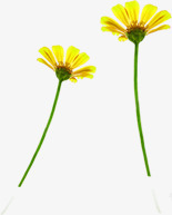 摄影黄色的花朵造型素材
