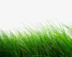 绿素植物绿草3高清图片