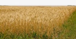 金色麦地金色麦场高清图片