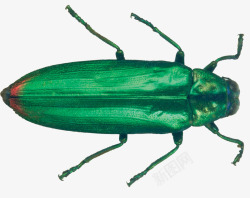 绿色害虫绿色昆虫高清图片