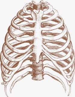 胸骨手绘素材