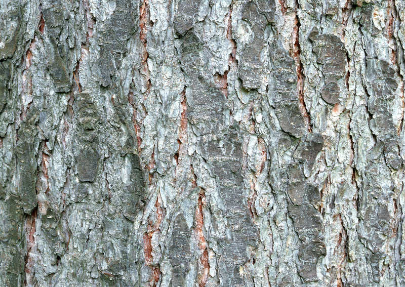 树皮png免抠素材_新图网 https://ixintu.com 树皮纹理 树皮贴图