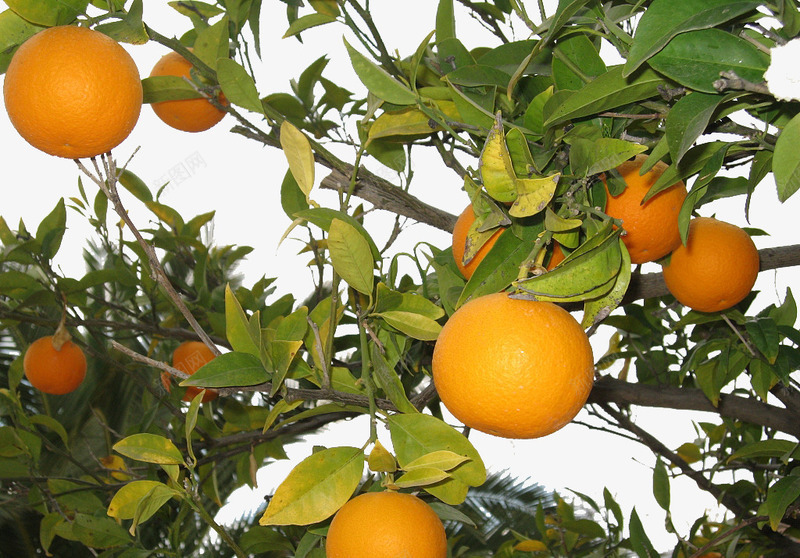 橘树png免抠素材_新图网 https://ixintu.com 果树 橘子 橘树 绿叶 黄色