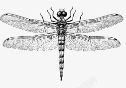 素描昆虫图片手绘蜻蜓高清图片