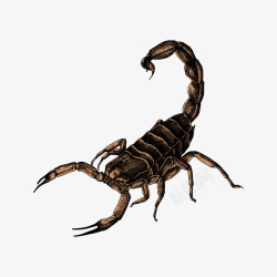 昆虫蝎子一只蝎子矢量图高清图片