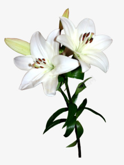 白色百合花花朵素材