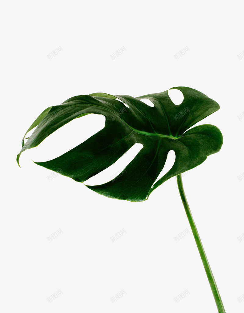 绿色芭蕉叶子植物png免抠素材_新图网 https://ixintu.com 叶子 植物 绿色 芭蕉