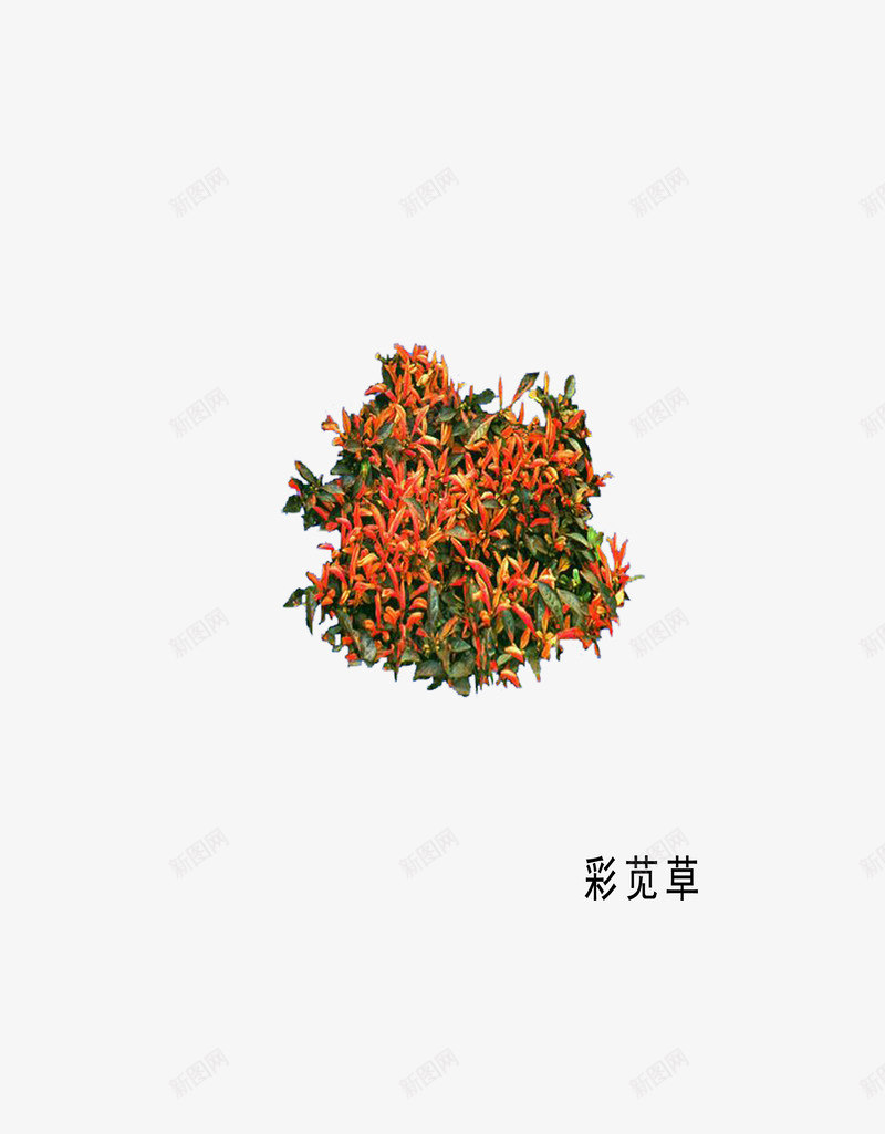 草本植物png免抠素材_新图网 https://ixintu.com 橘色 环艺设计