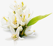 百合花白色花朵植物花朵png免抠素材_新图网 https://ixintu.com 植物 白色 百合花 花朵