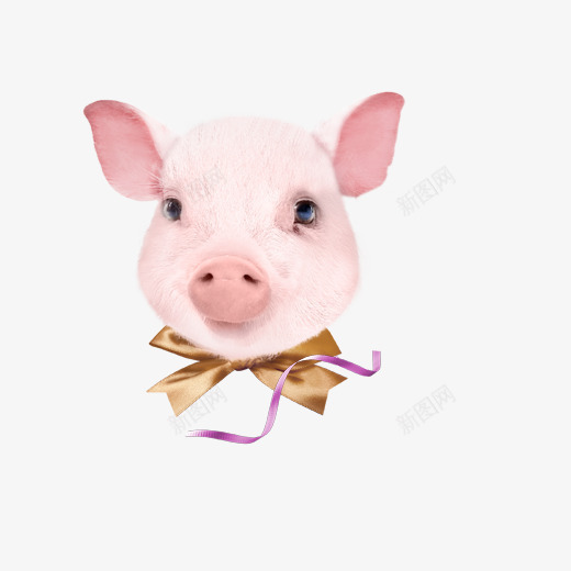 彩色创意可爱小猪元素psd免抠素材_新图网 https://ixintu.com 创意 卡通插画 可爱 小猪 彩色 猪年 眼睛 耳朵 金色 领结