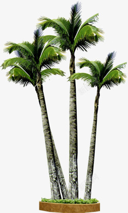 三棵椰子树素材