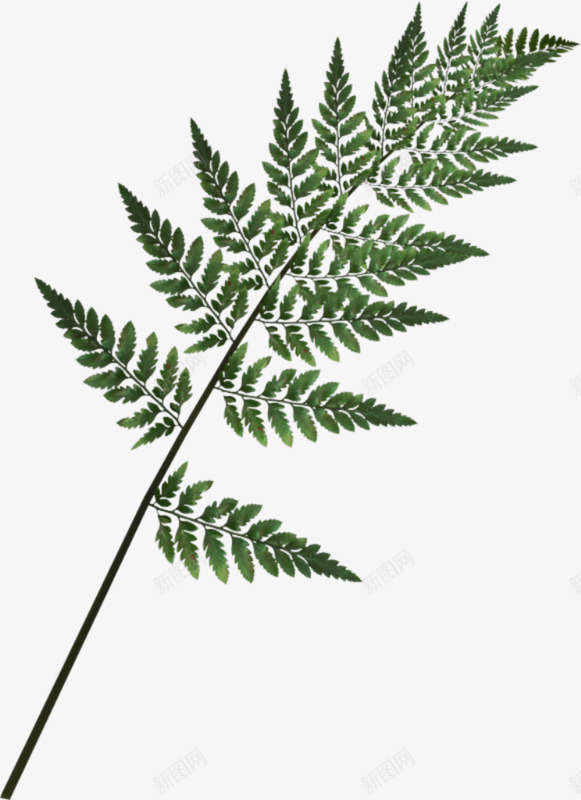装饰花草png免抠素材_新图网 https://ixintu.com 绿植花卉 绿植花草 花卉线描 花草图案 花草矢量图素材 装饰图片素材花草设计素材免费下载