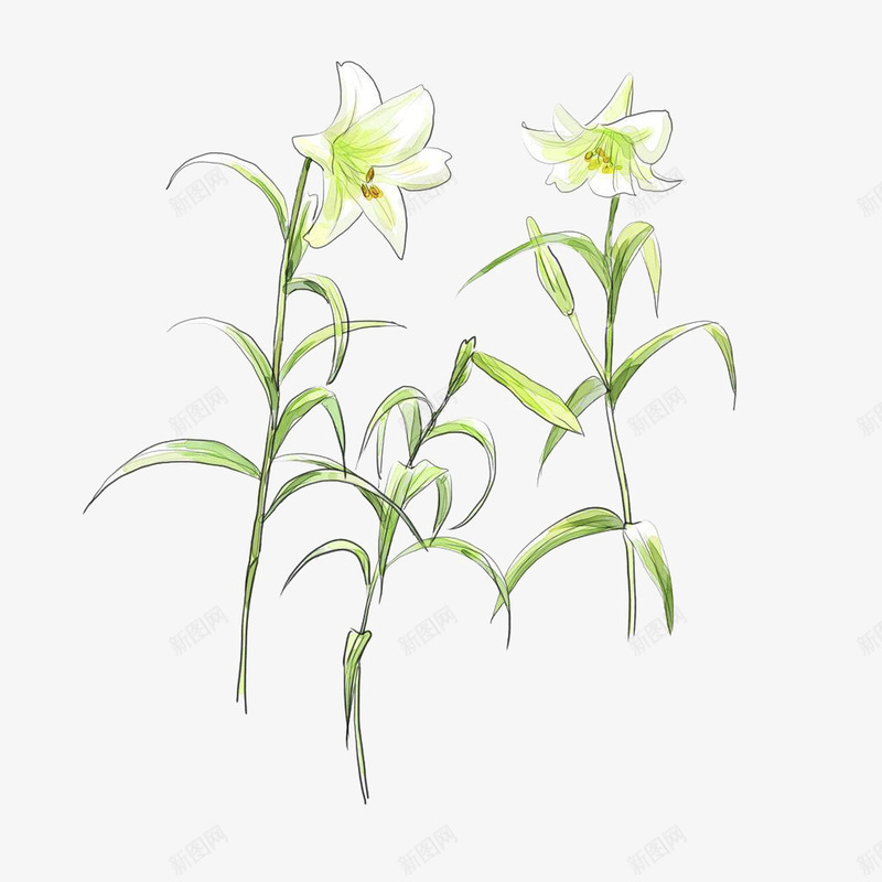 白色百合花png免抠素材_新图网 https://ixintu.com 叶子 手绘 桔梗 白色的 百合花 简图 绿色的 花朵