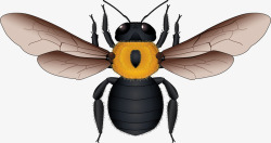 黄黑相间蜜蜂矢量图素材