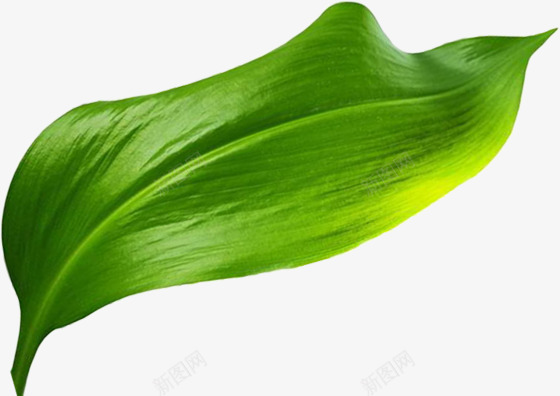 一片翠绿的叶子手绘图png免抠素材_新图网 https://ixintu.com 叶子 手绘图 植物 简图 绿叶 绿植 翠绿的