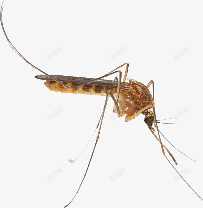 褐色蚊子png免抠素材_新图网 https://ixintu.com 害虫 昆虫 蚊子 褐色
