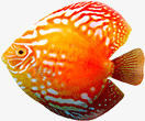 鱼金鱼热带鱼素材