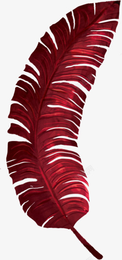 红色热带植物叶子素材