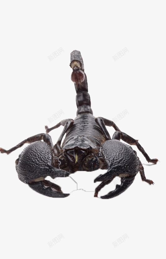 有毒的蝎子png免抠素材_新图网 https://ixintu.com 昆虫 有毒 蜇人 蝎子