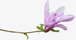 花草图案水彩花草素材