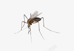 花蚊子蚊子昆虫高清图片